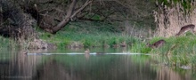 Schwimmkurs