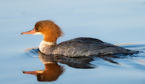 Gänsesäger im Abendlicht ♀