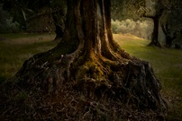 Die kraftvolle Basis