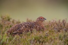 Schottisches Moorschneehuhn