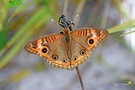 Junonia evarete (Synonyme: Papilio evarete, Precis evarete)