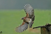 Eichelhäher Abflug