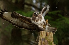 Bussard im Anflug