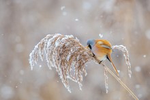 Bartmeise im Schneegestöber