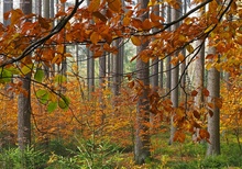 Anderer Blick in den Wald