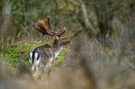 Waterleidingduinen