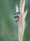 Buschrasen-Grasmotteneulchen (Deltote deceptoria)