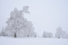 Schwarzwald