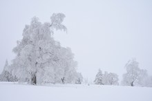 Schwarzwald