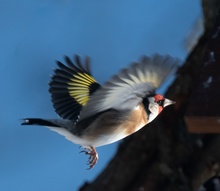 Stieglitz im Landeanflug