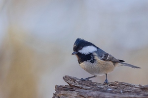 Tannenmeise – Periparus ater