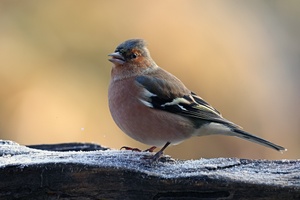 Buchfink