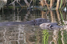 Im Kölpiensee