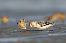 Schneeammern im Wattenmeer