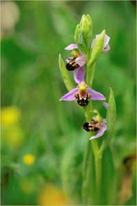 Habitat: Müllhalde...