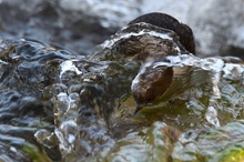 Wasseramsel....