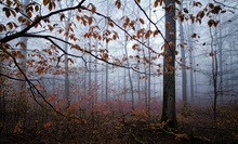 Buchenwald im Nebel