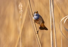 Blaukehlchen im Schilf