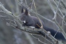 Ein grauen Eichhörnchen entspannt sich in einem kahlen Strauch