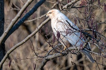 Ein weisser Bussard...