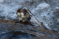 Wasseramsel....