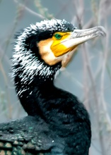 Kormoran