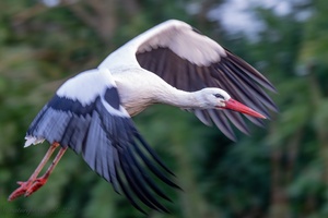 WeissStorch im Flug
