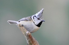 Haubenmeise - Lophophanes cristatus