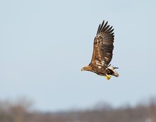 Adulter Seeadler