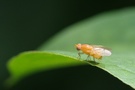 Faulfliege - Sapromyza sp.