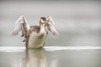 Haubi im Morgendunst