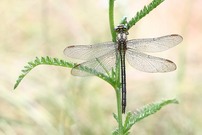 Westliche Keiljungfer