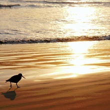 Der Oystercatcher beim Morgenspaziergang