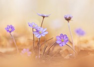 Nur noch wenige Wochen...