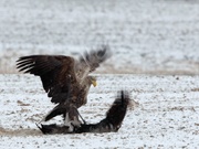 Seeadler erbeutet Kranich