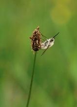 Wollschweber