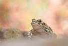 Die Wechselkröte (Bufo viridis)