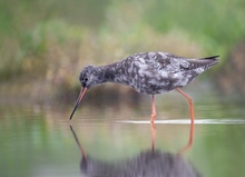 Dunkler Wasserläufer