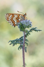 Scheckenfalter