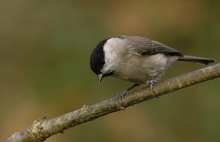 Sumpfmeise (Poecile palustris, veraltet Parus palustris)