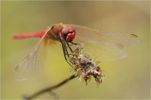 Frühe Heidelibelle