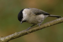 SuSumpfmeise (Poecile palustris, veraltet Parus palustris) II