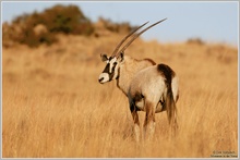 Orix (Oryx gazella)