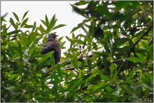 im Lorbeerwald... Lorbeertaube *Columba junoniae*