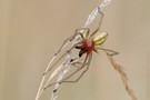 Ammen-Dornfinger (Cheiracanthium punctorium)