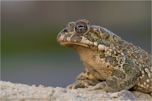 Wechselkröte (Bufo viridis)