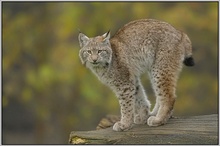 Luchs