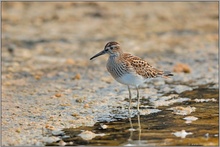 im Schlick... Graubruststrandläufer *Calidris melanotos*