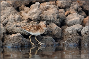 auf Nahrungssuche... Graubruststrandläufer *Calidris melanotos*