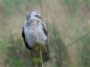 Mäusebussard